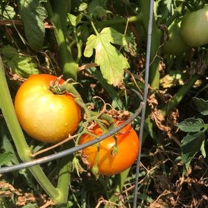 Meet your Posher, Ellen